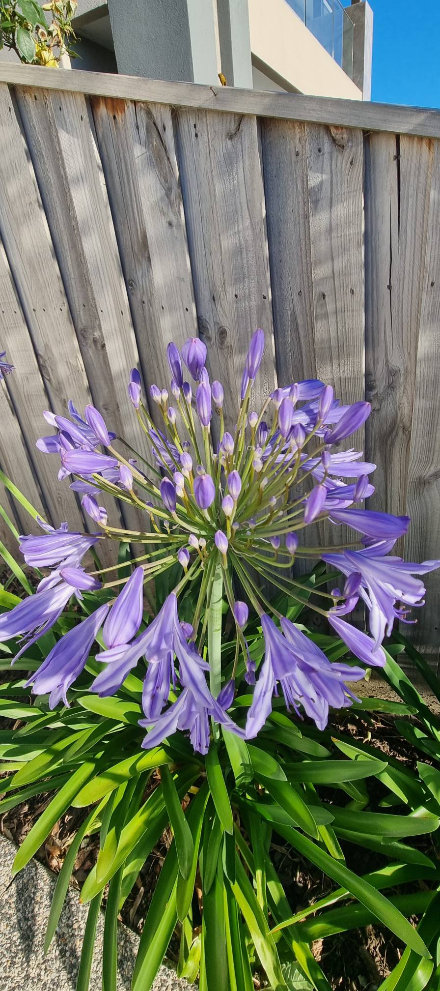 Agapanthus Flower Seeds for Planting – Heirloom Non-GMO, High Germination, Organic Garden Seeds