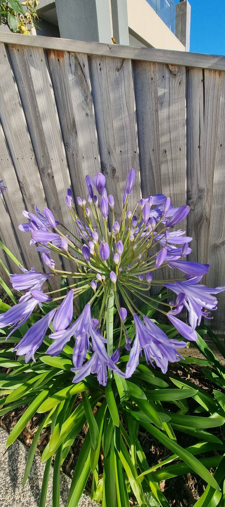 Agapanthus Flower Seeds for Planting – Heirloom Non-GMO, High Germination, Organic Garden Seeds