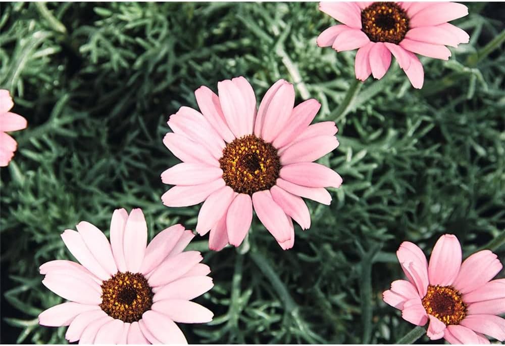 Pink Leucanthemum Flower Seeds for Planting – Heirloom Non-GMO, High Germination, Wildflower Mix