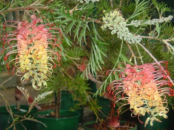 Pink Yellow Grevillea Robusta Flower Seeds – Premium, Heirloom, Non-GMO, High Germination Organic Garden Seeds for Planting