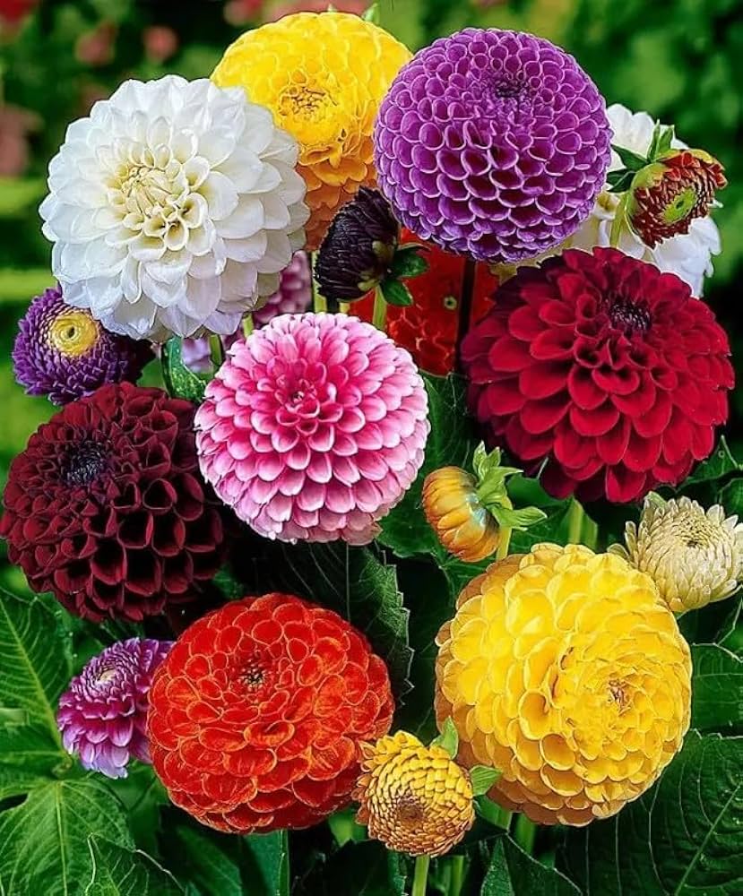 Dahlia Flower Seeds for Planting Mixed Colors – Premium Quality, Heirloom, Non-GMO, High Germination Organic Garden Seeds