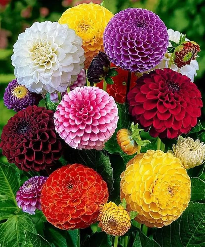 Dahlia Flower Seeds for Planting Mixed Colors – Premium Quality, Heirloom, Non-GMO, High Germination Organic Garden Seeds