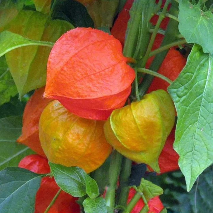 Physalis Alkekengi fruit seeds for planting - Heirloom & Non-GMO Garden seeds, ornamental edible plants