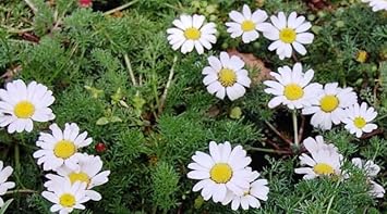 Anacyclus Pyrethrum Flower Seeds for Planting – Hardy Alpine Rock Garden Perennial
