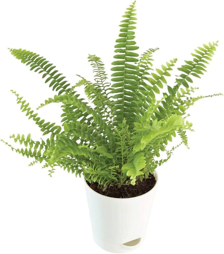Fern Green Seeds for Planting – Heirloom, Non-GMO, High Germination, Organic Garden Seeds
