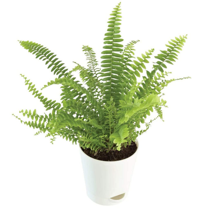 Pink Green Fern Seeds for Planting – Heirloom, Non-GMO, High Germination Organic Garden Seeds