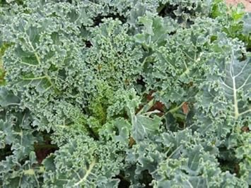 Vegetable Seeds,Garden seeds, Seeds For Planting,Plant Seeds