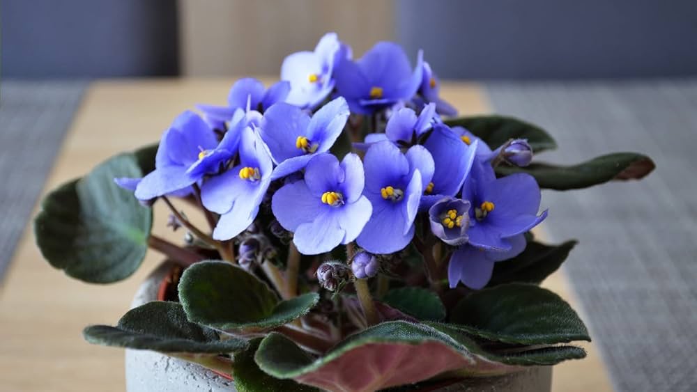 Blue Saintpaulia Flower Seeds for Planting – Heirloom, Non-GMO, High Germination Organic Garden Seeds