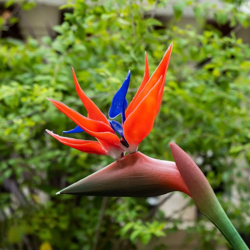 Flower Seeds, Seeds,Seeds For Planting,Plant Seeds