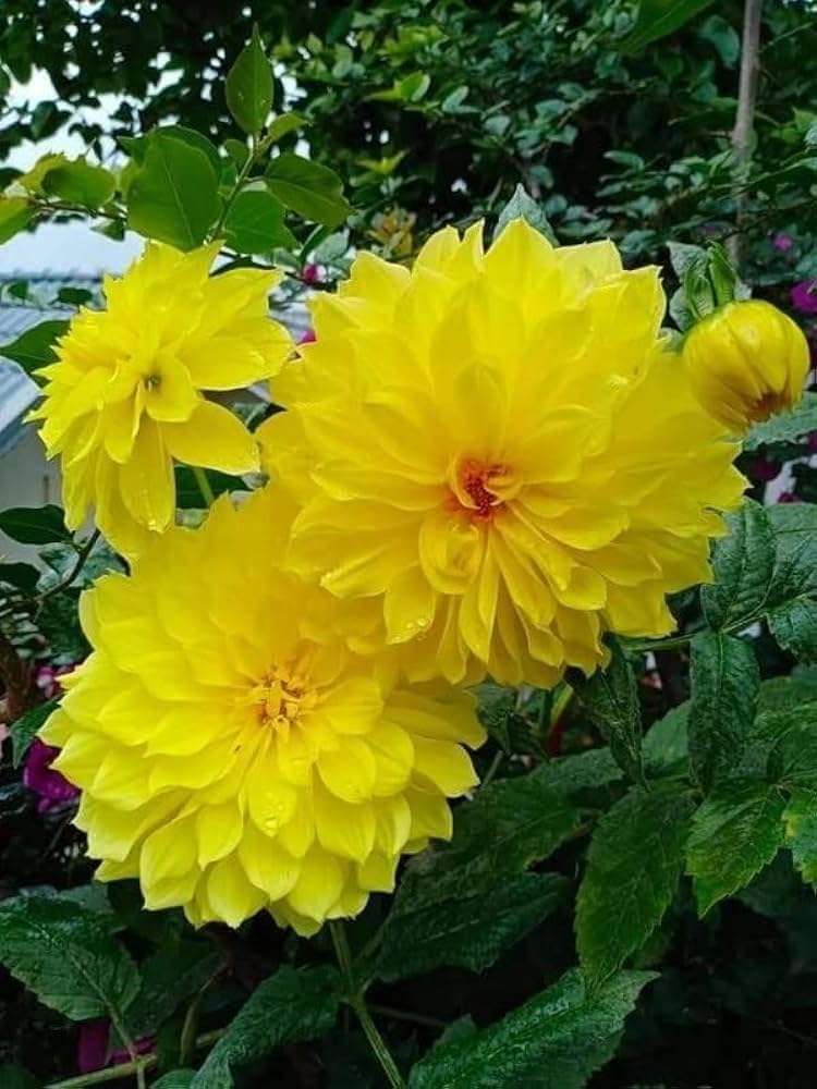 Yellow Dahlia Perennial Flower Seeds for Planting – Heirloom, Non-GMO, High Germination Organic Garden Seeds
