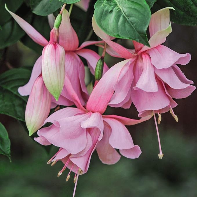 Pink Fuchsia Flower Seeds for Planting – Heirloom, Non-GMO, High Germination Organic Garden Seeds