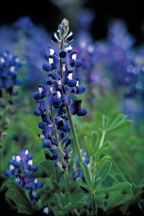 Thick Blue Lupine Flower Seeds for Planting – Seasonal Bloomer, Heirloom, Non-GMO Home Garden