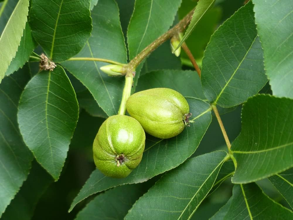 Shagbark Fruit Seeds for Planting – Heirloom, Non-GMO Unique Hardy Garden Tree Seeds