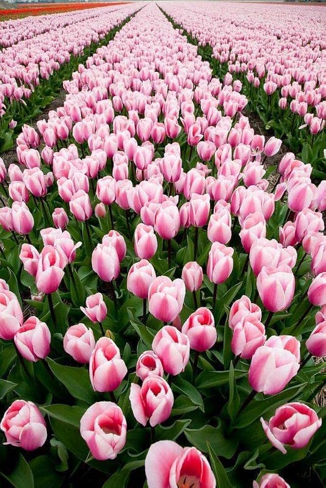 White Pink Tulip Flower seeds for Planting – Sun Loving Heirloom, Non-GMO Seeds for Home Garden