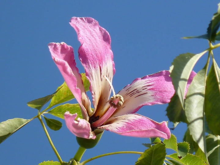 Flower Seeds, Seeds,Seeds For Planting,Plant Seeds