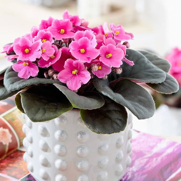 Flower Seeds, Seeds,Seeds For Planting,Plant Seeds