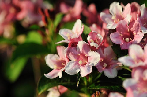 Flower Seeds, Seeds,Seeds For Planting,Plant Seeds