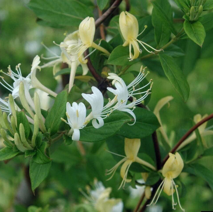 Flower Seeds, Seeds,Seeds For Planting,Plant Seeds