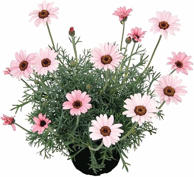 Pink Leucanthemum Flower Seeds for Planting – Heirloom Non-GMO, High Germination, Wildflower Mix
