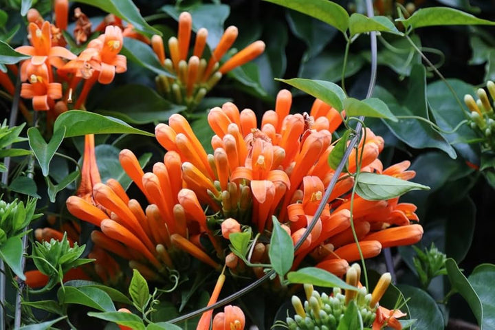 Pyrostegia Venusta Calathea Flower Seeds for Planting | Heirloom Non-GMO High Germination Organic Garden Seeds