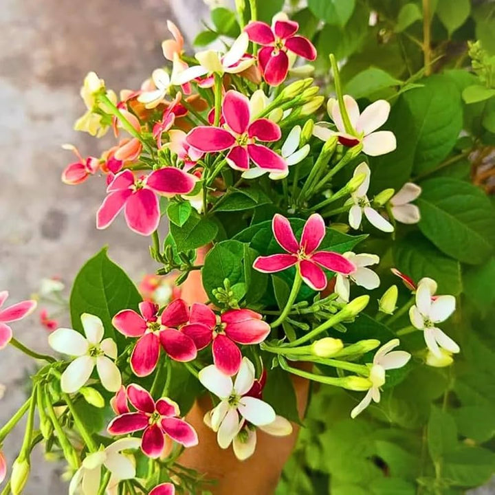Creeper Flower seeds for Planting - Fragrant Blossoms, Heirloom & GMO Free Seeds for Home Garden | Non-GMO, High Germination