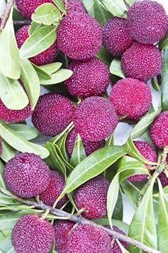 Fruit Seeds,Garden seeds, Seeds For Planting,Plant Seeds