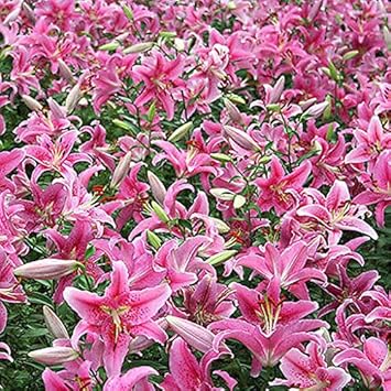 Flower Seeds, Seeds,Seeds For Planting,Plant Seeds