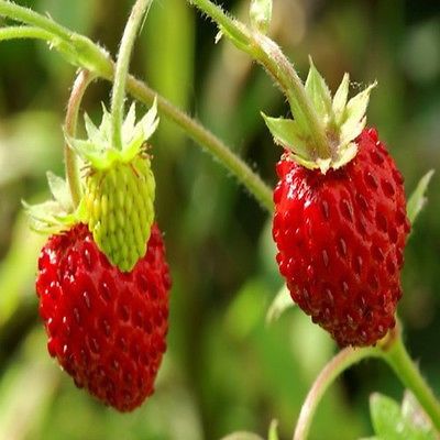 Fragaria Vesca Wild Strawberry Fruit Seeds for Planting – Heirloom & Non-GMO Garden seeds, alpine gourmet berries