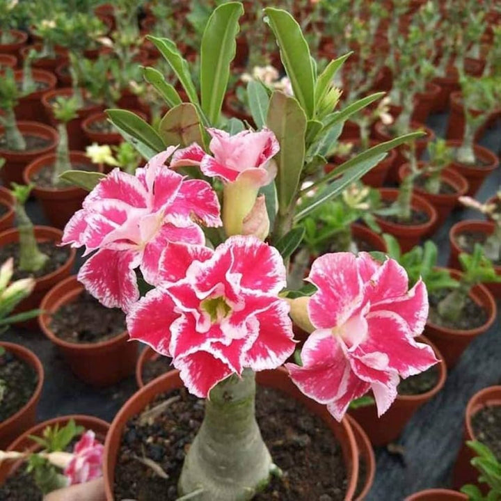 Pink White Simsii Bonsai Seeds Flower Seeds for Planting – Heirloom, Non-GMO, Cut Flower Favorite