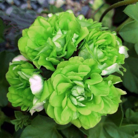 Flower Seeds, Seeds,Seeds For Planting,Plant Seeds