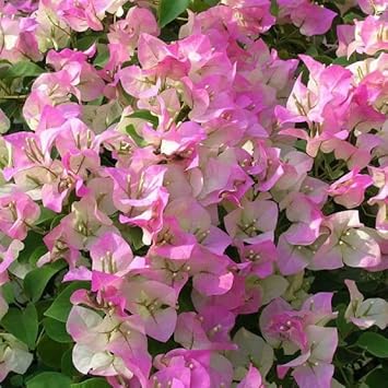 Flower Seeds, Seeds,Seeds For Planting,Plant Seeds