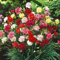 Carnation Double Mix Flower Seeds – Heirloom, Non-GMO, Vibrant Garden Blooms