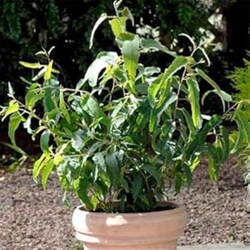 Herb Seeds,Garden seeds, Seeds For Planting,Plant Seeds