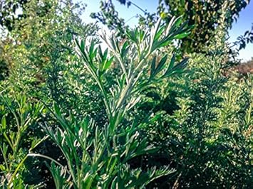 Herb Seeds,Garden seeds, Seeds For Planting,Plant Seeds