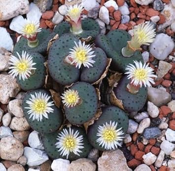 Flower Seeds, Seeds,Seeds For Planting,Plant Seeds
