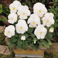 White Pansy Flower Seeds for Planting – Heirloom, Non-GMO, High Germination Garden Seeds