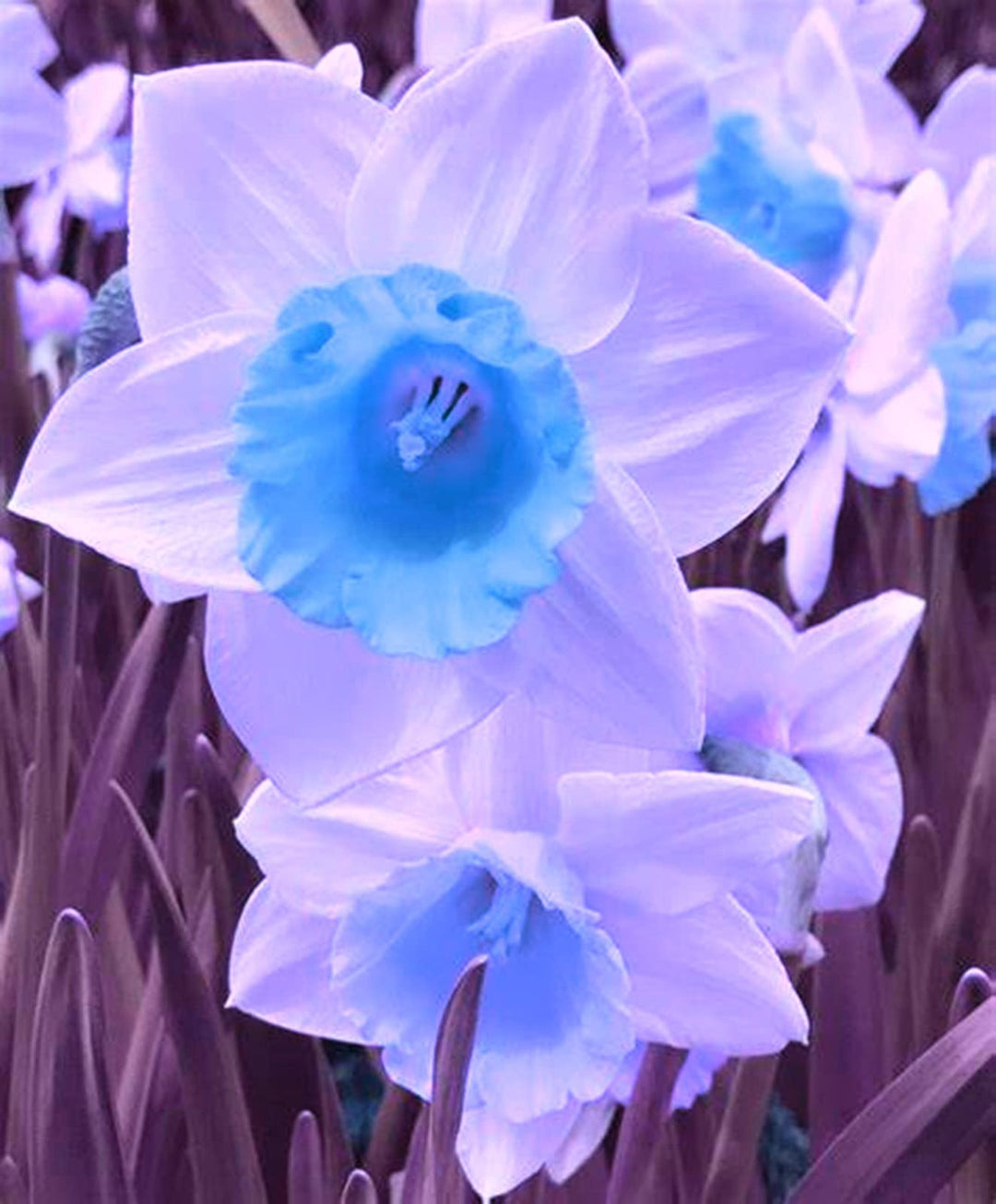 White Blue Double Narcissus Seeds for Planting Heirloom Non-GMO Organic Garden Seeds