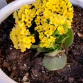 Yellow Kalanchoe Flower Seeds for Planting – Heirloom, Non-GMO Hardy Organic Garden Seeds
