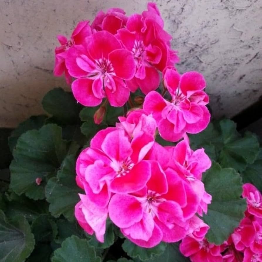 Pink Red Geranium Flower Seeds for Planting – Heirloom, Non-GMO, High Germination Organic Garden Seeds