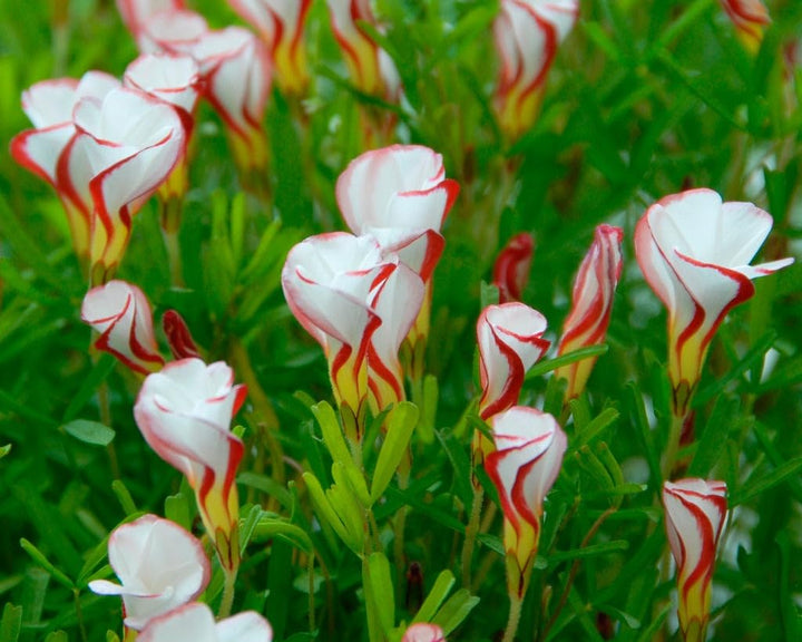 Flower Seeds, Seeds,Seeds For Planting,Plant Seeds