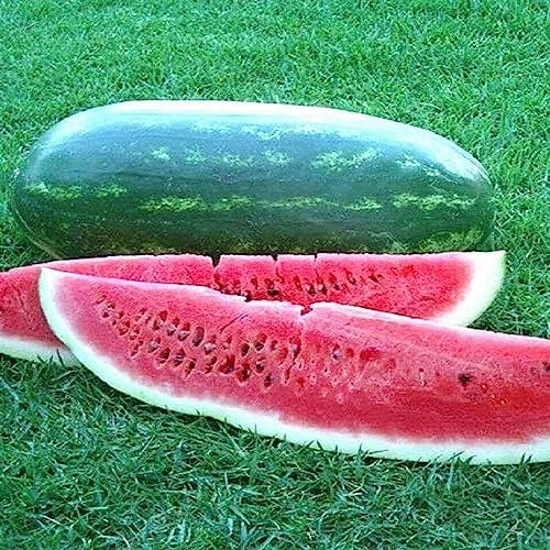 Hoosier Watermelon Fruit Seeds – Heirloom, Non-GMO Seeds for High-Yield Sweet Garden Planting