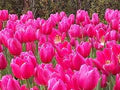 Deep Pink Tulip Seeds – Heirloom, Non-GMO, Perfect for Borders