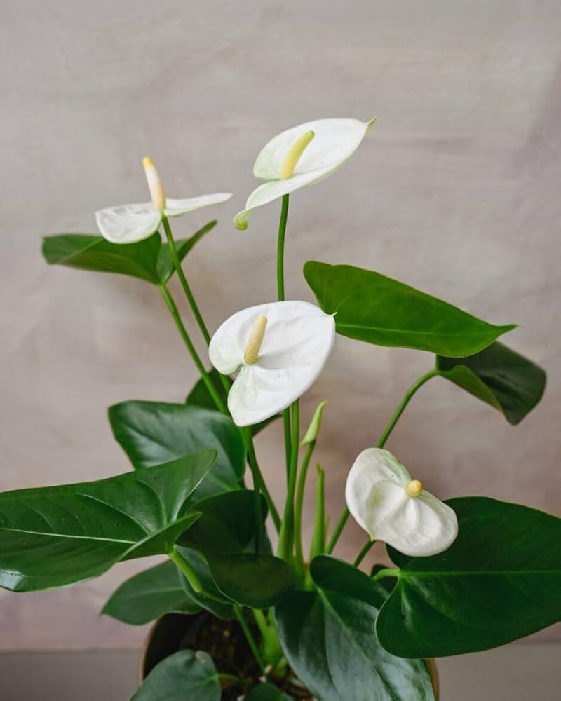 White Anthurium Flower Seeds for Planting – Heirloom, Non-GMO, High Germination Organic Garden Seeds