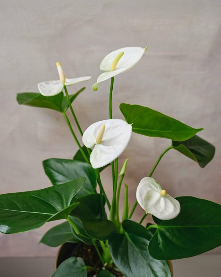 White Anthurium Flower Seeds for Planting – Heirloom, Non-GMO, High Germination Organic Garden Seeds