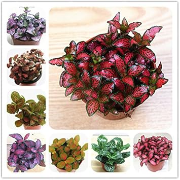 Flower Seeds, Seeds,Seeds For Planting,Plant Seeds