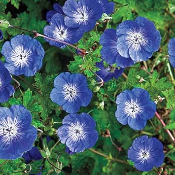 Flower Seeds, Seeds,Seeds For Planting,Plant Seeds