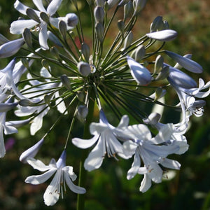Flower Seeds, Seeds,Seeds For Planting,Plant Seeds