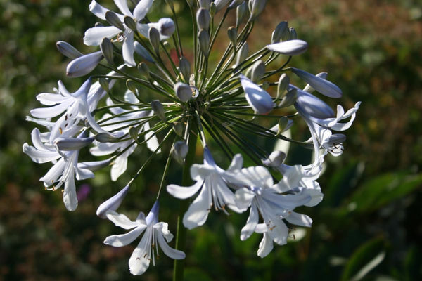 Flower Seeds, Seeds,Seeds For Planting,Plant Seeds