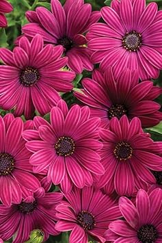 Flower Seeds, Seeds,Seeds For Planting,Plant Seeds