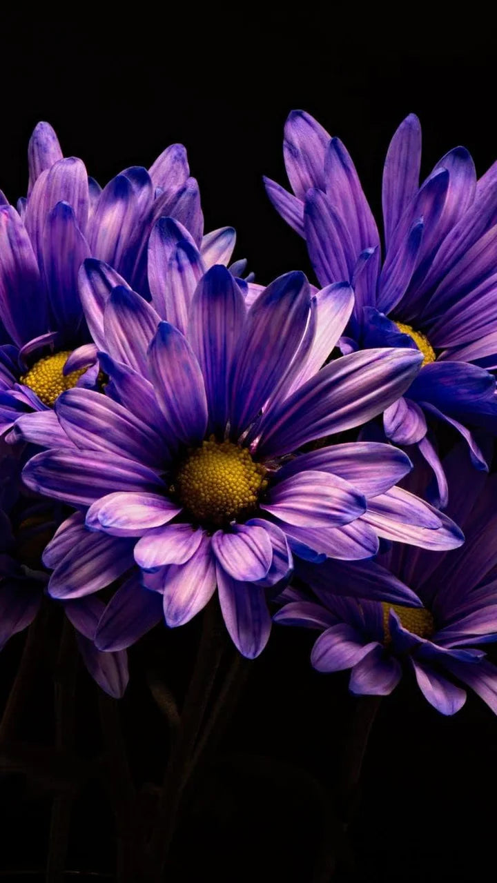 Blue Violet Chrysanthemum Flower Seeds for Planting – Seasonal Bloomer Heirloom Non-GMO Seeds